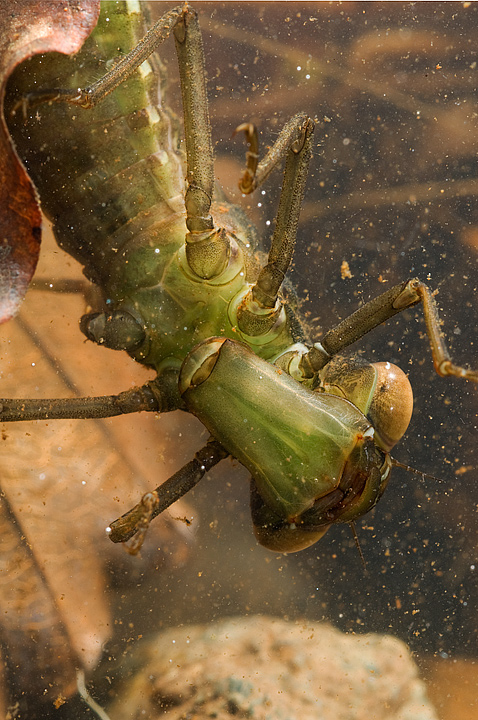 Larva di zigottero con maschera - Aeshna cyanea
