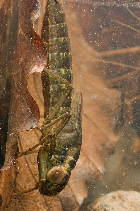 Larva di zigottero con maschera - Aeshna cyanea