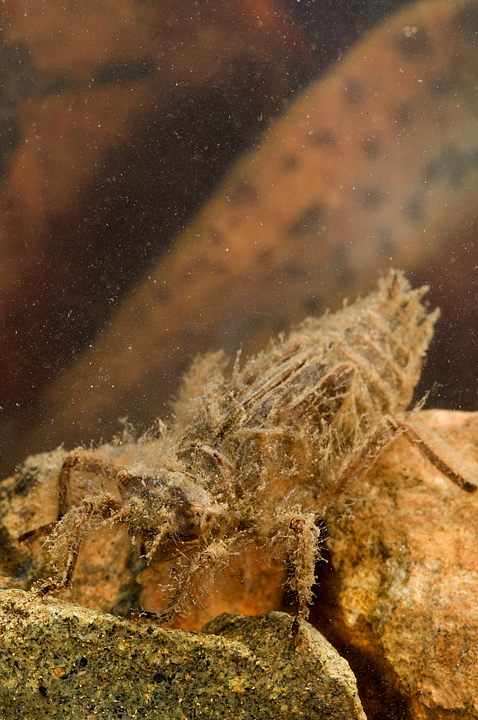Larva di anisottero?