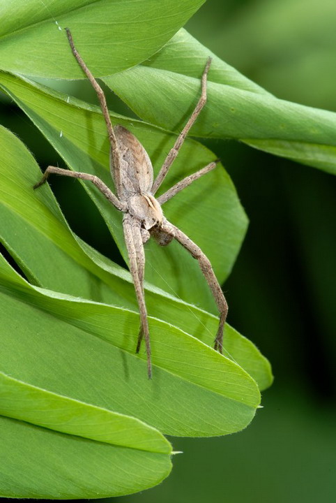 Pisaura mirabilis