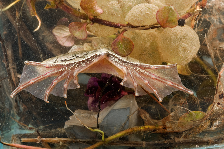 Dalmatina, Italica??? Rana dalmatina
