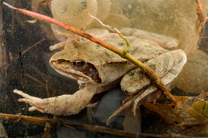 Dalmatina, Italica??? Rana dalmatina