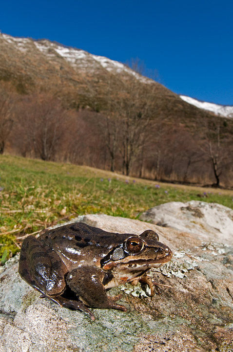Rana dalmatina?? - Rana temporaria
