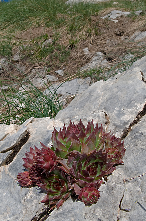 Sempervivum tectorum???