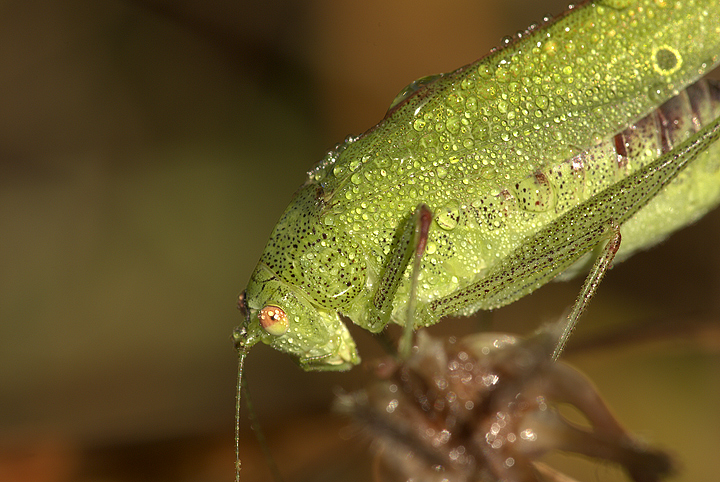 Phaneroptera nana