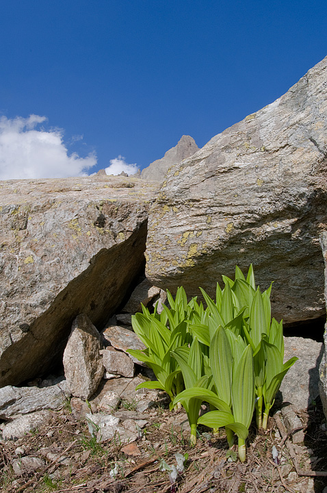 Veratrum album