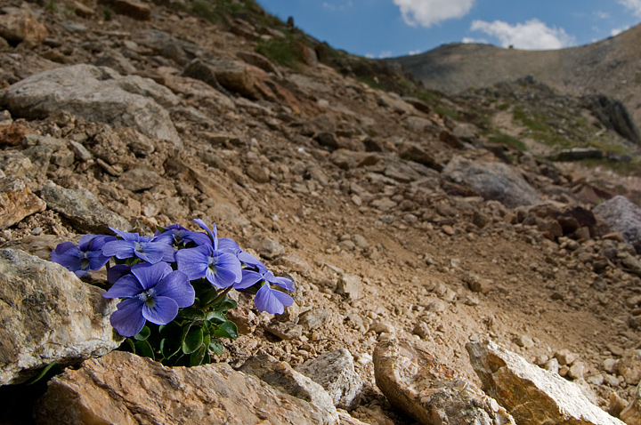 Viola argenteria / Viola delle Alpi Marittime