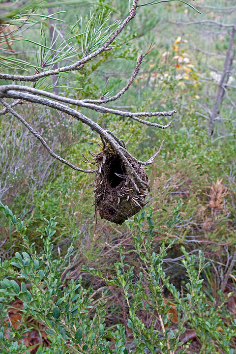 Nido di fango o cosa??