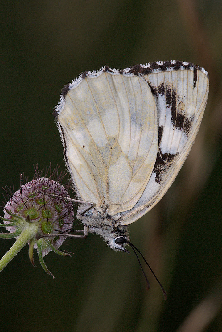 Melanargia galathea