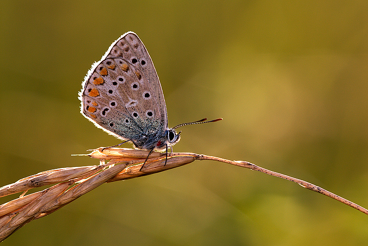 Polyommatus icarus