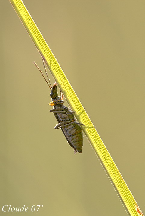 Di cosa si tratta? - Oedemera flavipes