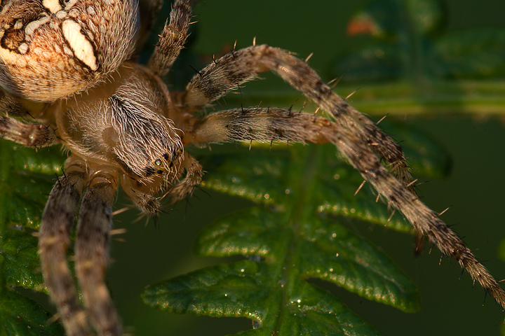Araneus diadematus