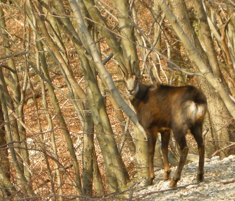 ungulati nelle prealpi comasche