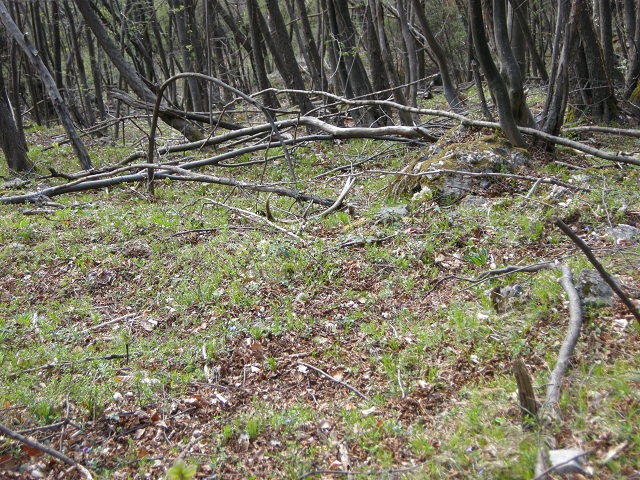 palchi raccolti