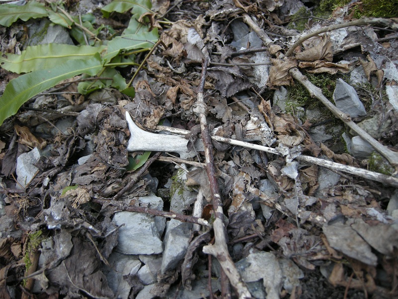 palchi raccolti