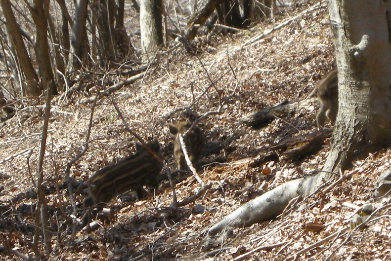 ungulati nelle prealpi comasche