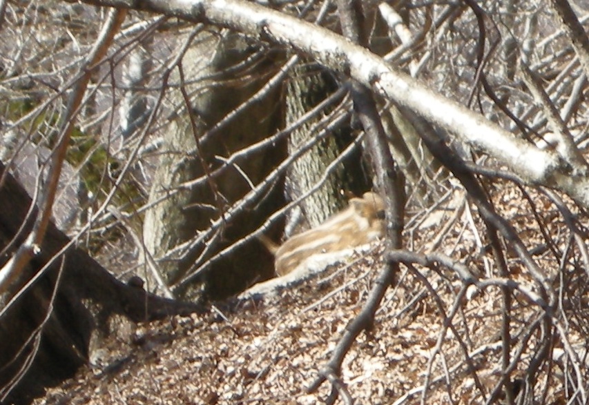 ungulati nelle prealpi comasche