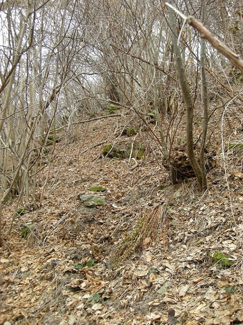 palchi raccolti