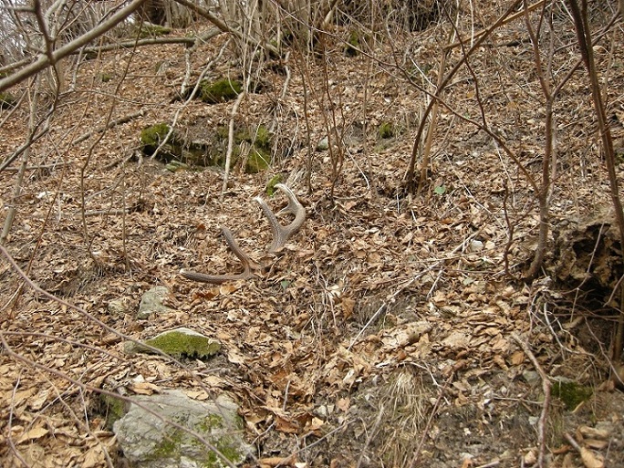 palchi raccolti
