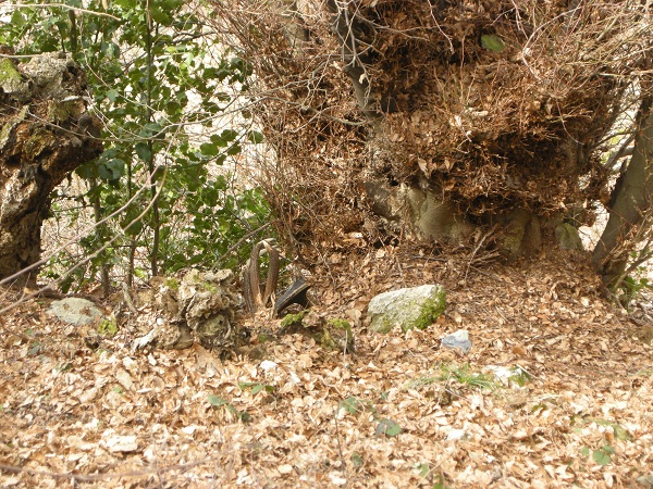 palchi raccolti