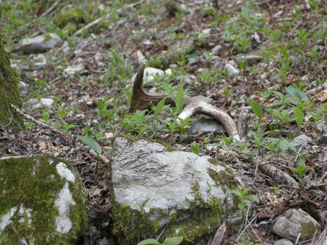 palchi raccolti