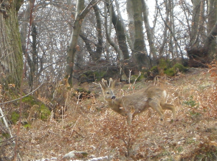 ungulati nelle prealpi comasche