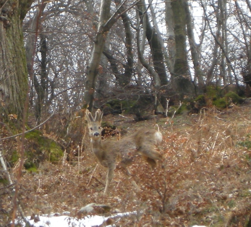 ungulati nelle prealpi comasche