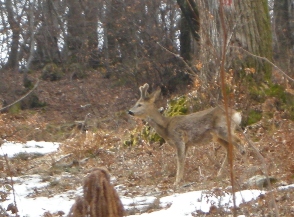 ungulati nelle prealpi comasche