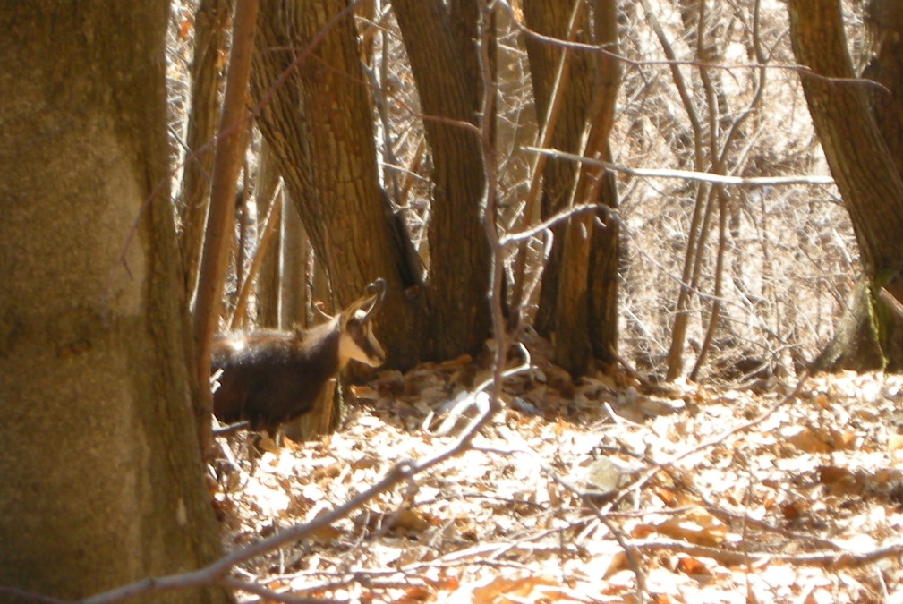 ungulati nelle prealpi comasche