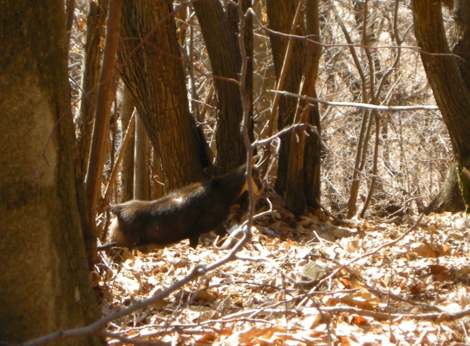 ungulati nelle prealpi comasche