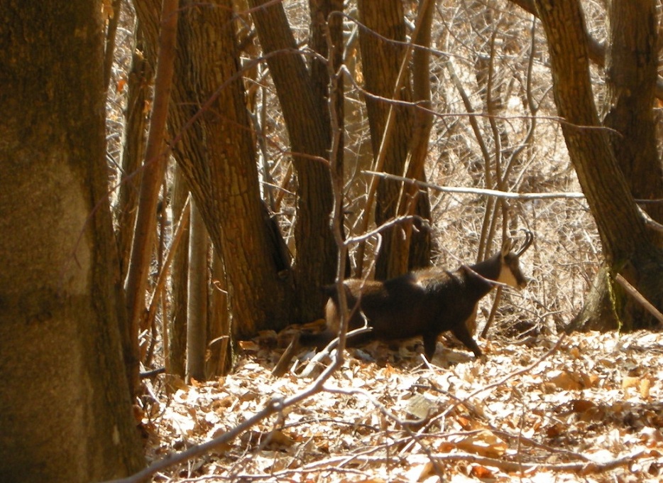 ungulati nelle prealpi comasche