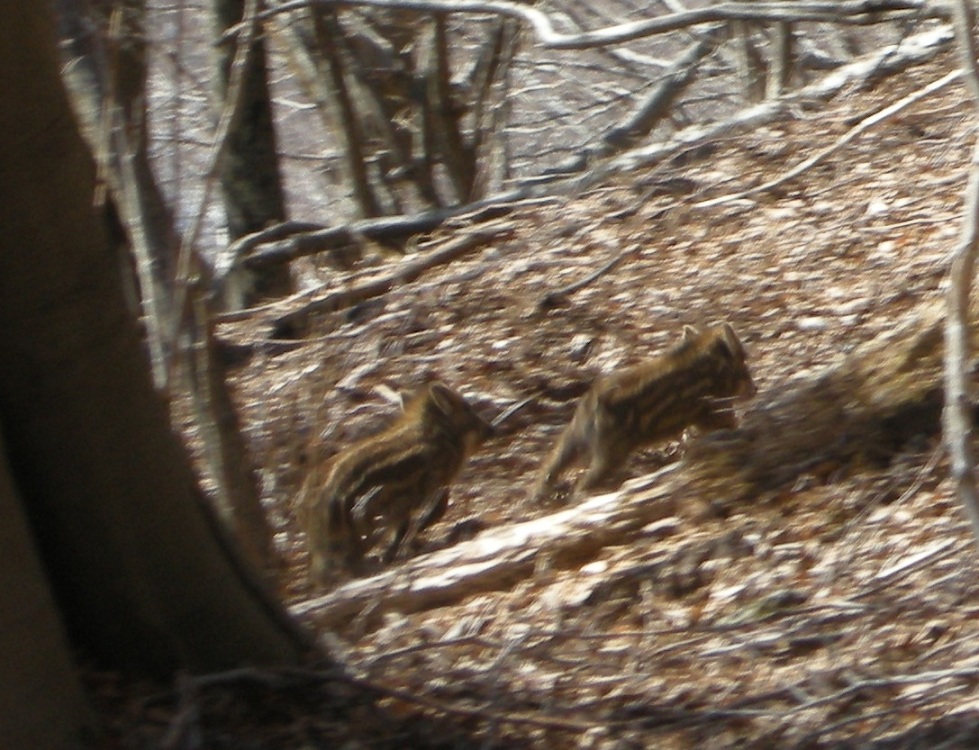 ungulati nelle prealpi comasche