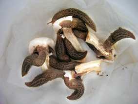 Limax maximus da Paestum