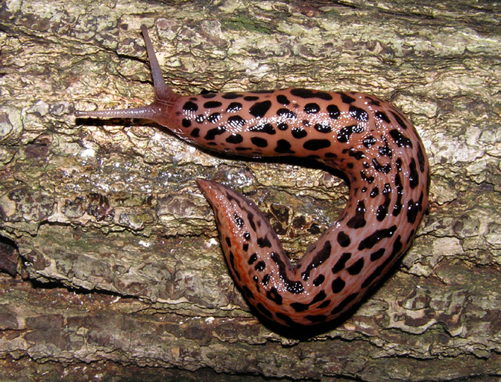 Limax cruentus dal Val Pesio (CN)