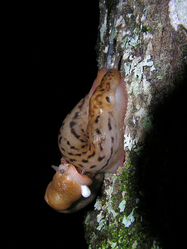 Limax dai Monte Berici (VI).   L. veronensis!