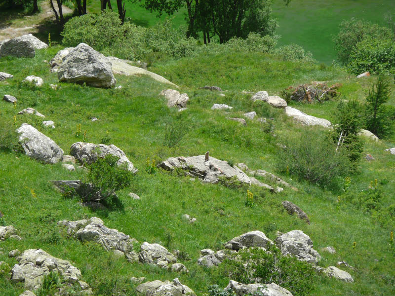 Piante del Val Maira (CN)