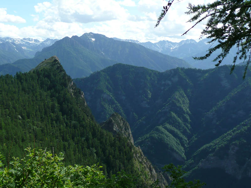 Piante del Val Maira - da Elva (CN) - da determinare (2)