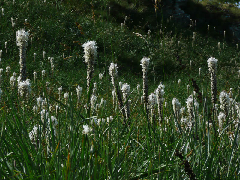 Piante del Val Maira - da Elva (CN) - da determinare (2)