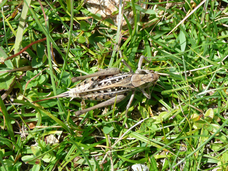 da Passo Bernina 2300m: Decticus verrucivorus Linnaeus 1758