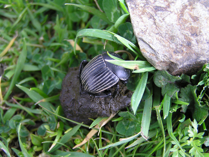 Am Sarazenenturm (Ernst J�nger, 1955)