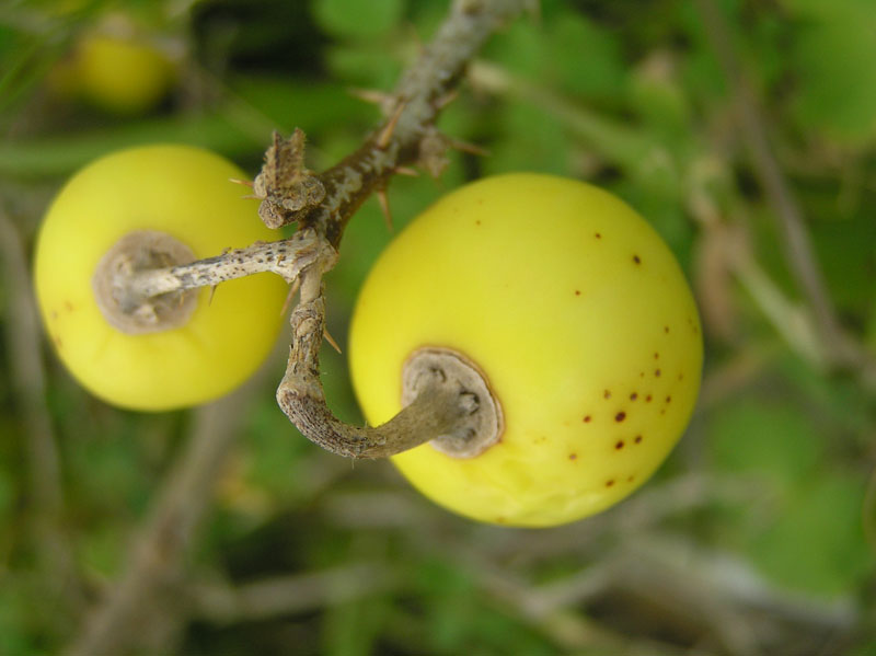 Solanum linnaeanum (=Solanum sodomaeum) / Pomo di Sodoma