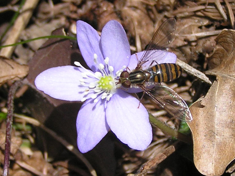 Il 1 del 2010 da Bludenz-Montikel:  Episyrphus balteatus