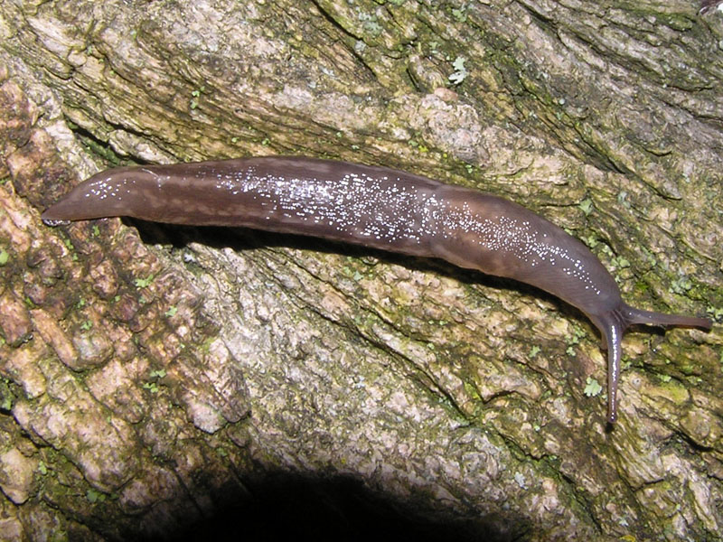 Limax (Brachylimax) giovannellae Falkner & Niederhfer 2008