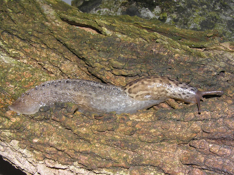 Un Limax maximus da Almese (TO)