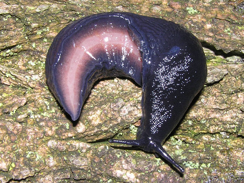 Limacidae dei Monti del Matese (CB)