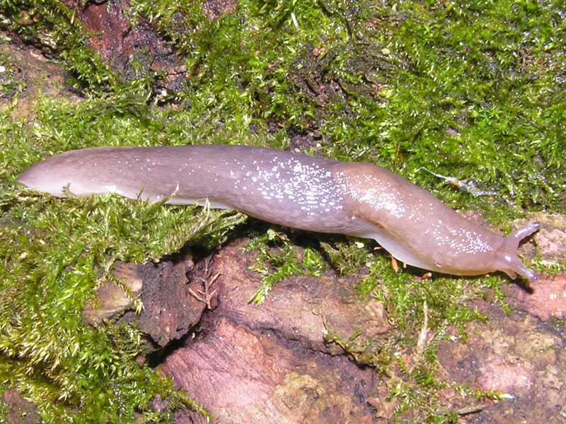 Limacidae dei Monti del Matese (CB)