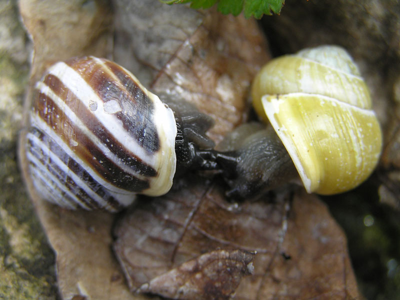 Cepaea nemoralis e C.hortensis: variazioni e  differenze