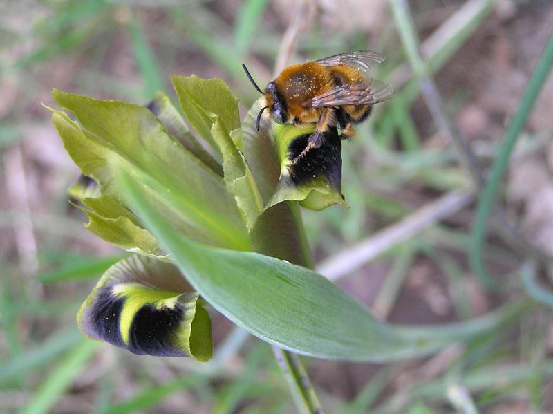 Hymenoptera preso in giro: Anthophora sp. in 