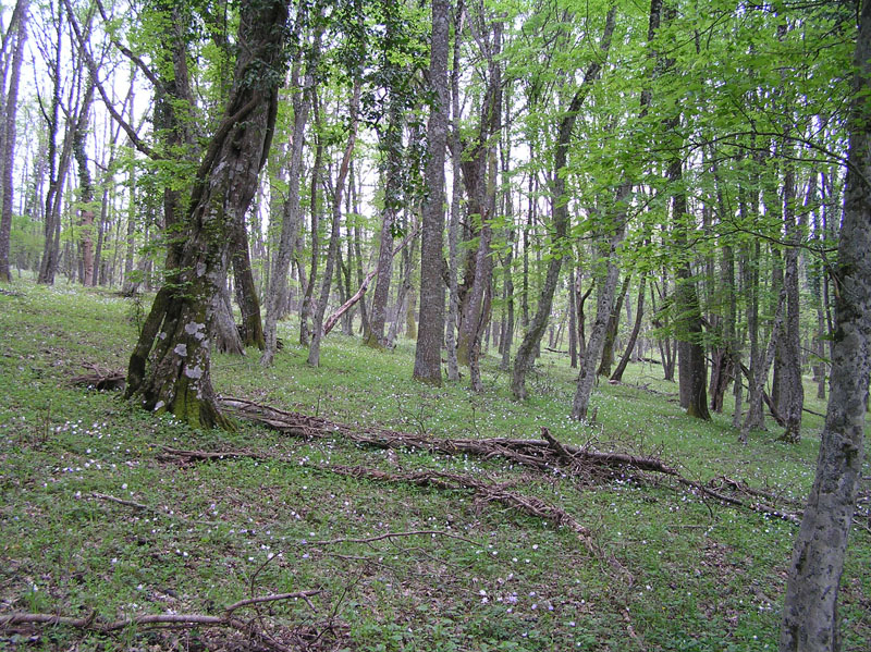 Un fungo del Gargano: Peziza