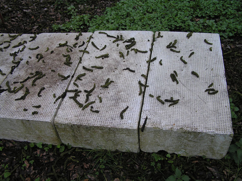 Limax maximus nel mio giardino a Brs (Austria)